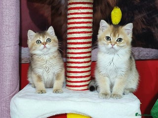 British Shorthair cats British shorthair pedigree kittens - Advert 2