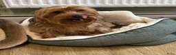 Yorkshire Terrier dogs for sale: Female Yorkshire terrier family friendly  - Advert 2