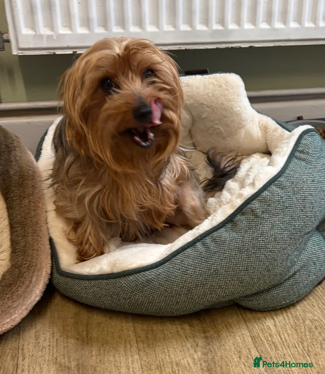 Yorkshire Terrier dogs for sale: Female Yorkshire terrier family friendly  - Advert 2