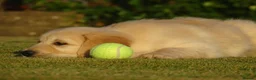 Golden Retriever dogs for sale: Golden Retriever Puppies in Armagh - Advert 10