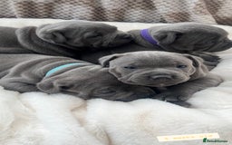 Staffordshire Bull Terrier dogs for sale: Orange Collar Puppy  - KC registered Blue ‘Bullscaff Pharaon’ Staffy Boy - Image 6