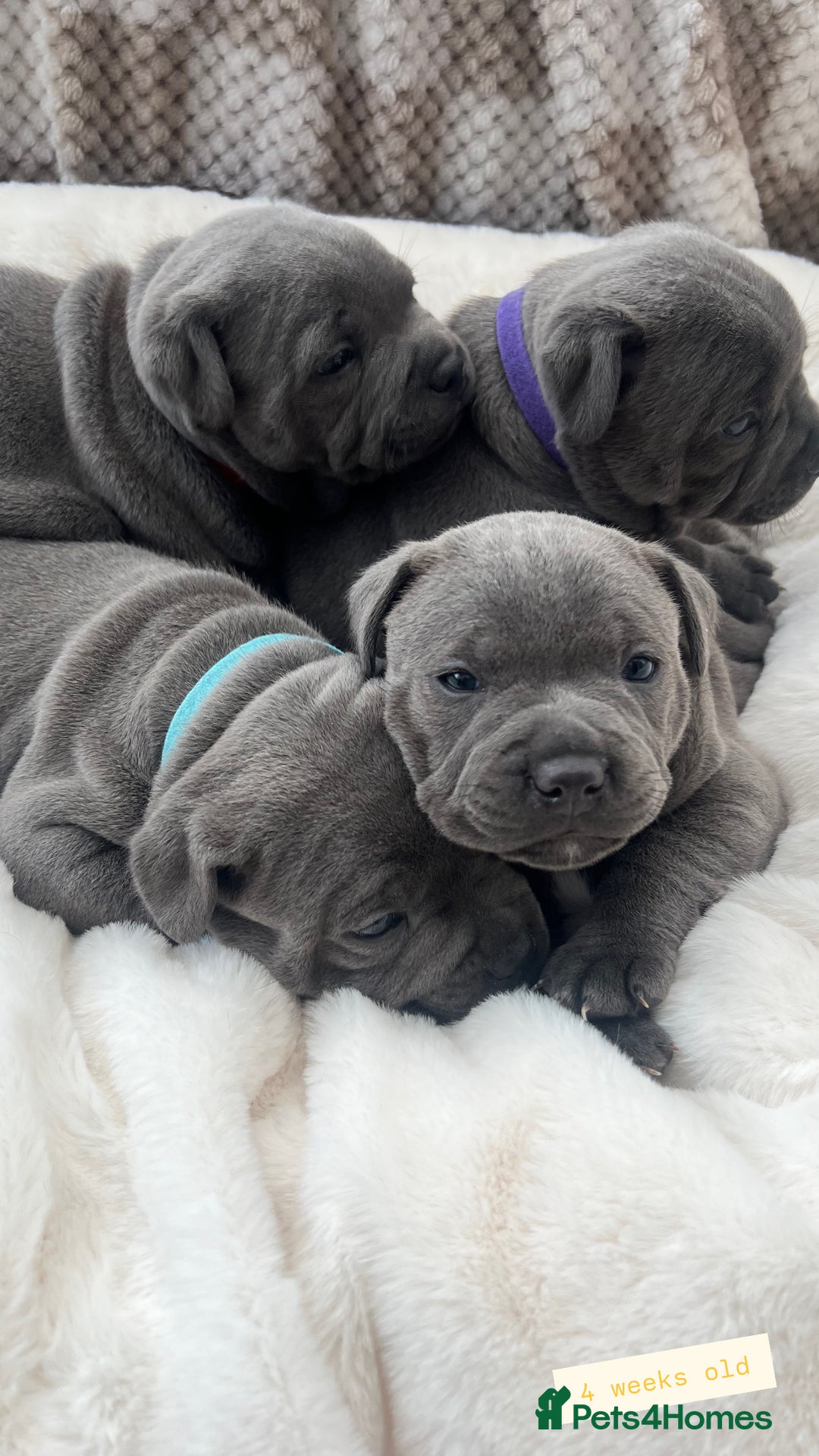 Staffordshire Bull Terrier dogs for sale: Orange Collar Puppy  - KC registered Blue ‘Bullscaff Pharaon’ Staffy Boy - Image 6