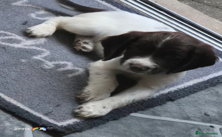 Sprocker dogs - Advert 15