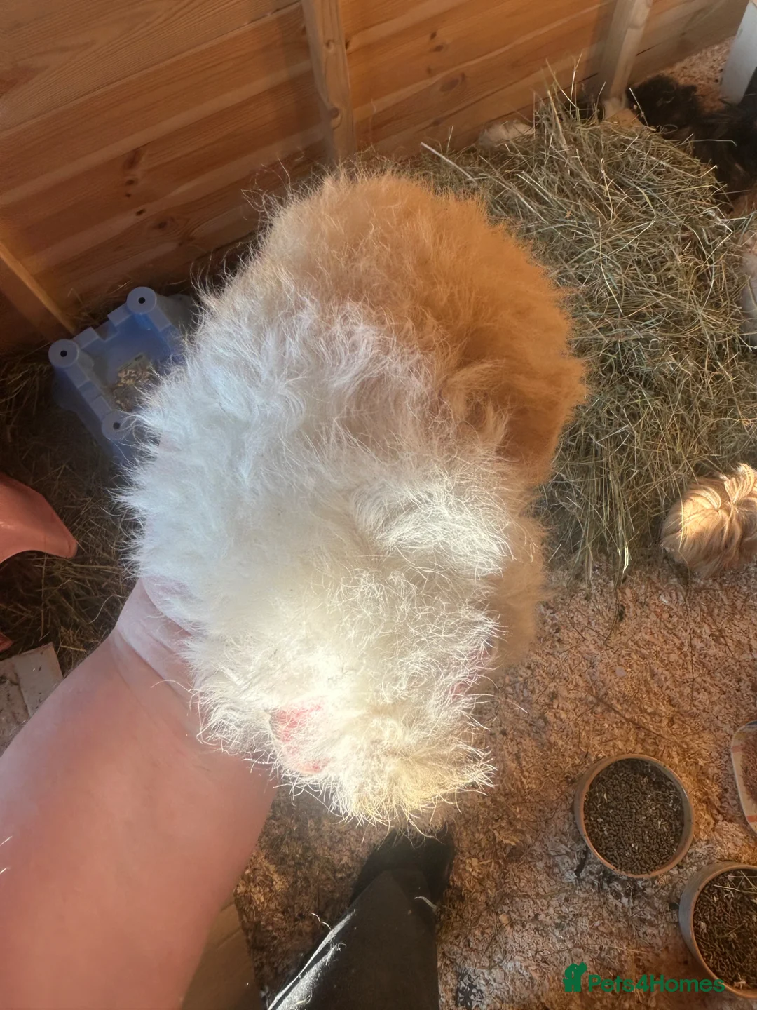 Guinea Pig rodents for sale: Longhair guineapigs  - Advert 4