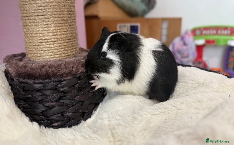 Guinea Pig rodents - Advert 10