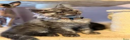 Maine Coon cats for sale: Tica registered black smoked male Maine coon - Advert 10