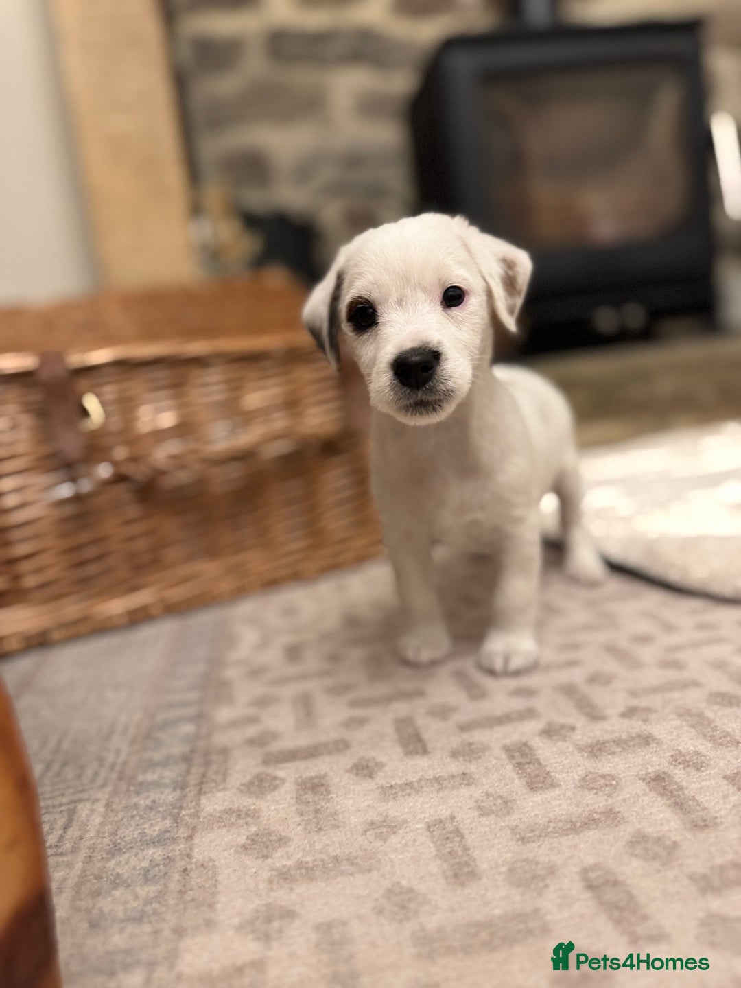 Jack Russell dogs for sale: Jack Russell Puppies *Ready Now* - Image 32