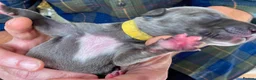 Whippet dogs for sale: KC Reg blue whippet puppies in Ledbury - Advert 27