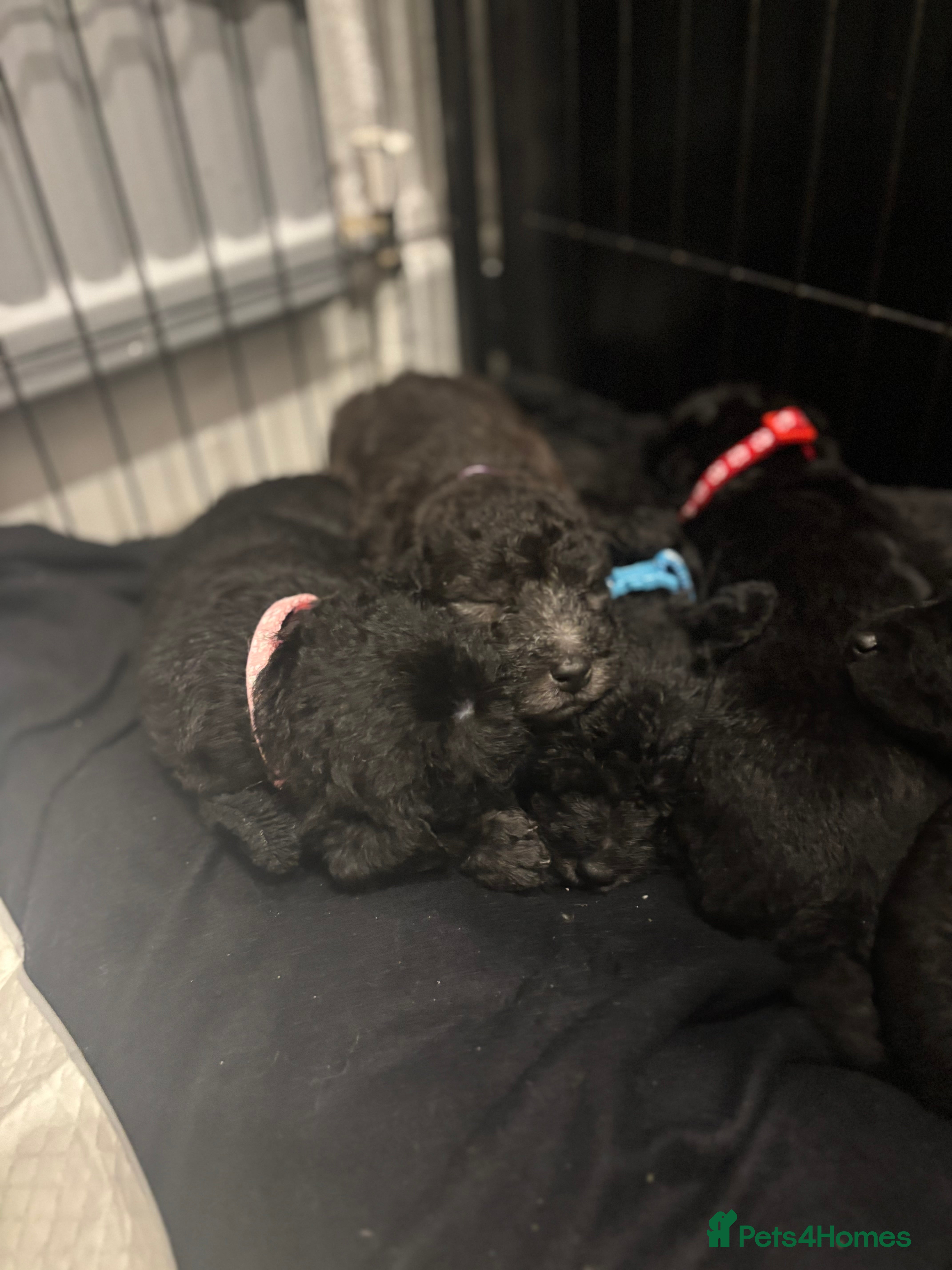 Mixed Breed dogs 3/4 bedlington  - Advert 2