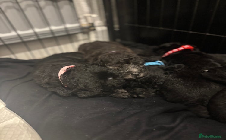 Mixed Breed dogs - Advert 8