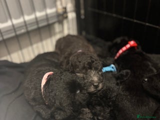 Mixed Breed dogs 3/4 bedlington - Advert 10