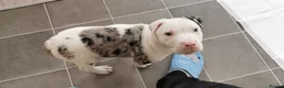 American Bull Staffy dogs for sale: American staffie in need of rehoming - Advert 5