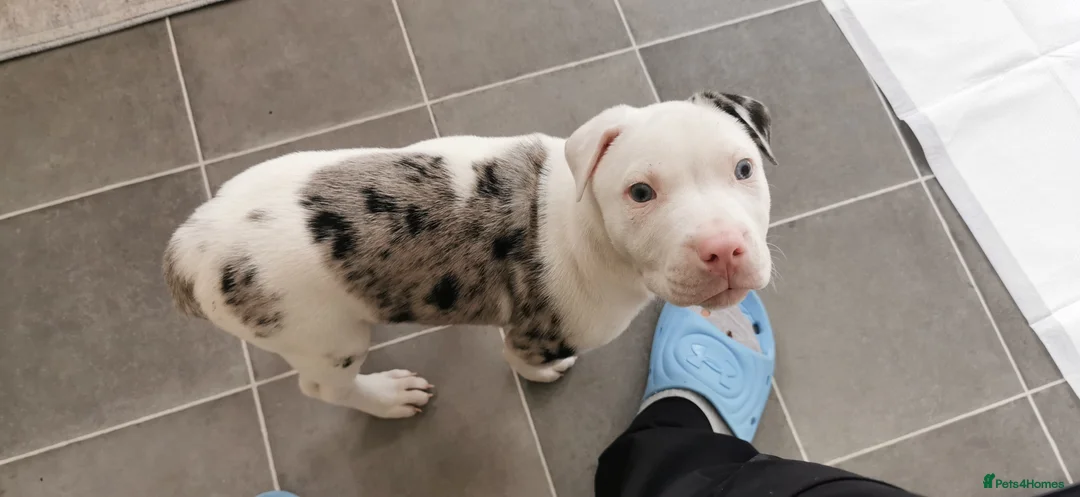 American Bull Staffy dogs for sale: American staffie in need of rehoming - Advert 5