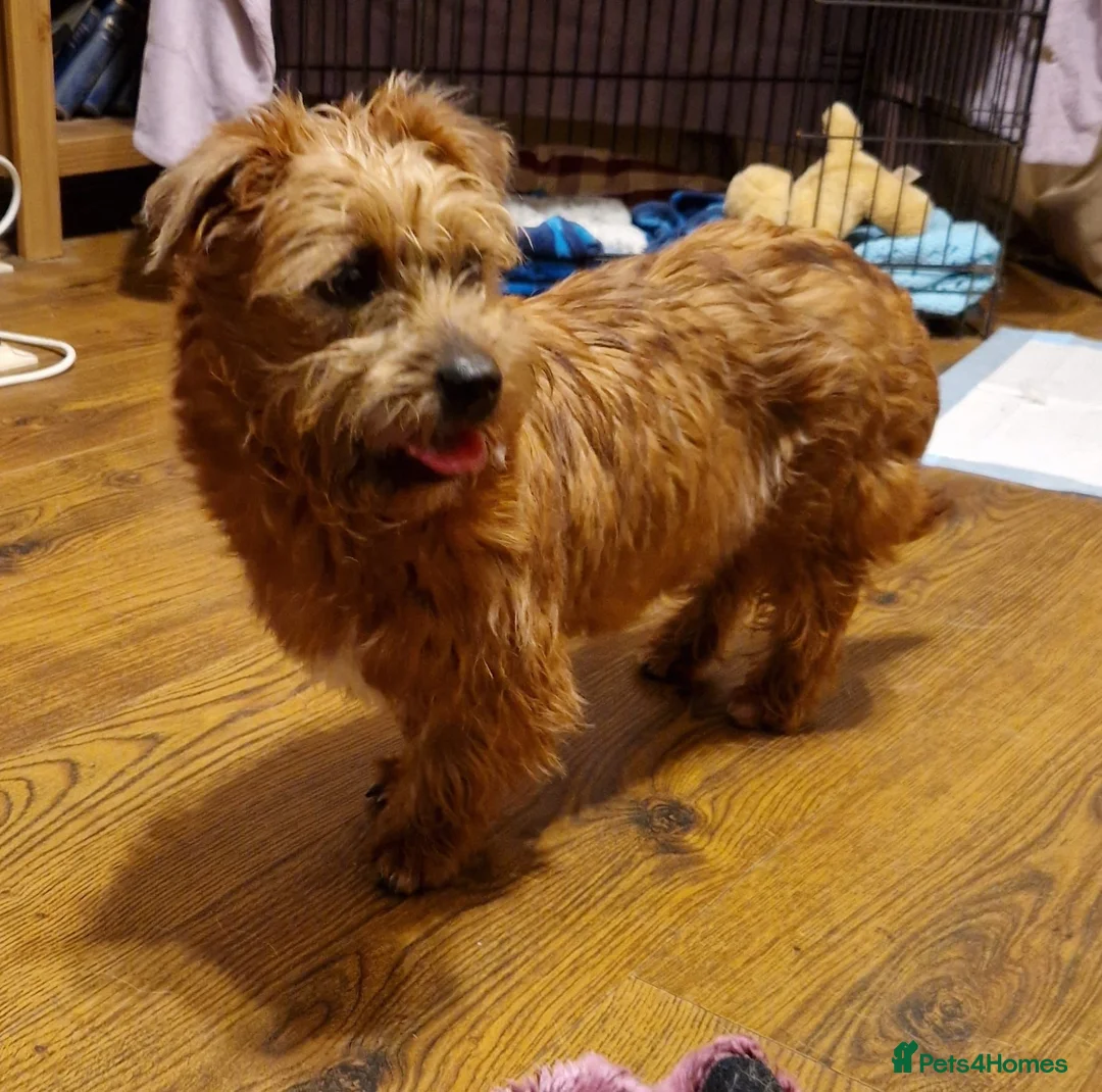 Mixed Breed dogs for adoption: Edy 💙 in Milton Keynes - Advert 4