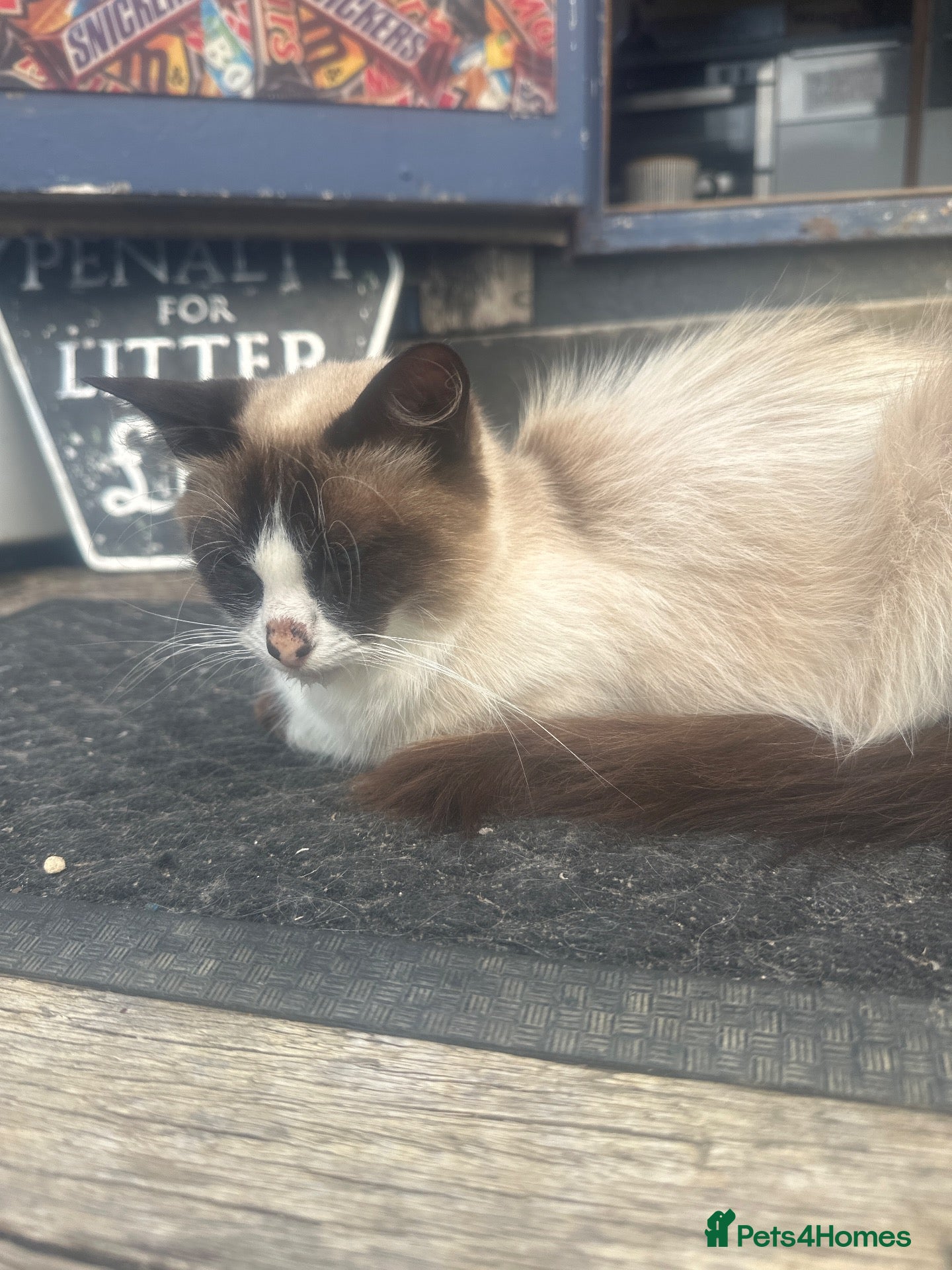 Ragdoll cats Ragdoll x with village tom - Advert 1