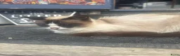 Ragdoll cats for sale: Ragdoll x with village tom - Advert 1