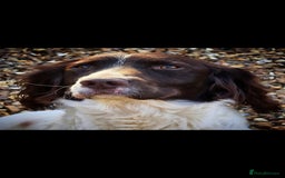 English Springer Spaniel dogs for sale: 2 male english springer pups - Image 6