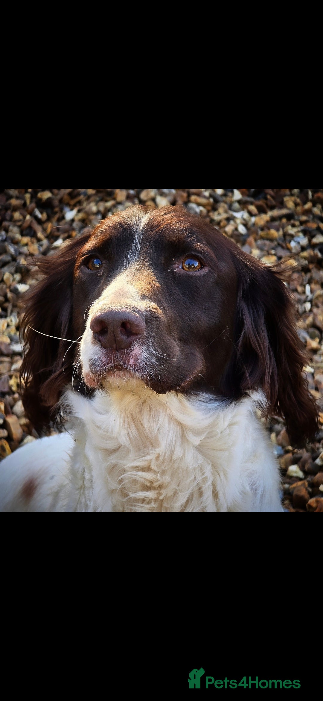 English Springer Spaniel dogs for sale: 2 male english springer pups - Image 6