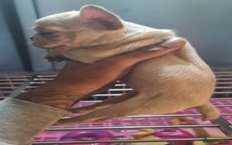 French Bulldog dogs for sale: ✨ Enchanted Frenchie Puppies Ready Now! ✨ - Advert 5