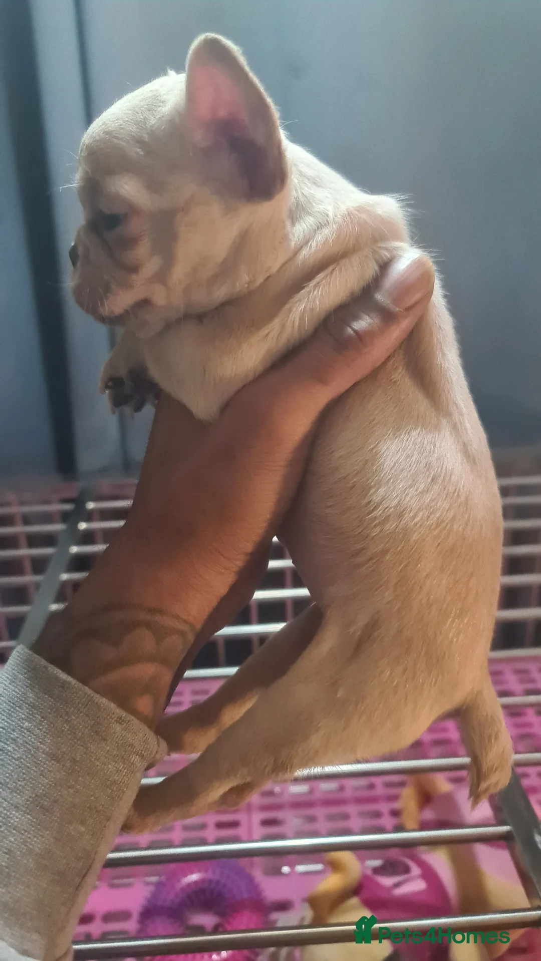 French Bulldog dogs for sale: ✨ Enchanted Frenchie Puppies Ready Now! ✨ - Advert 9