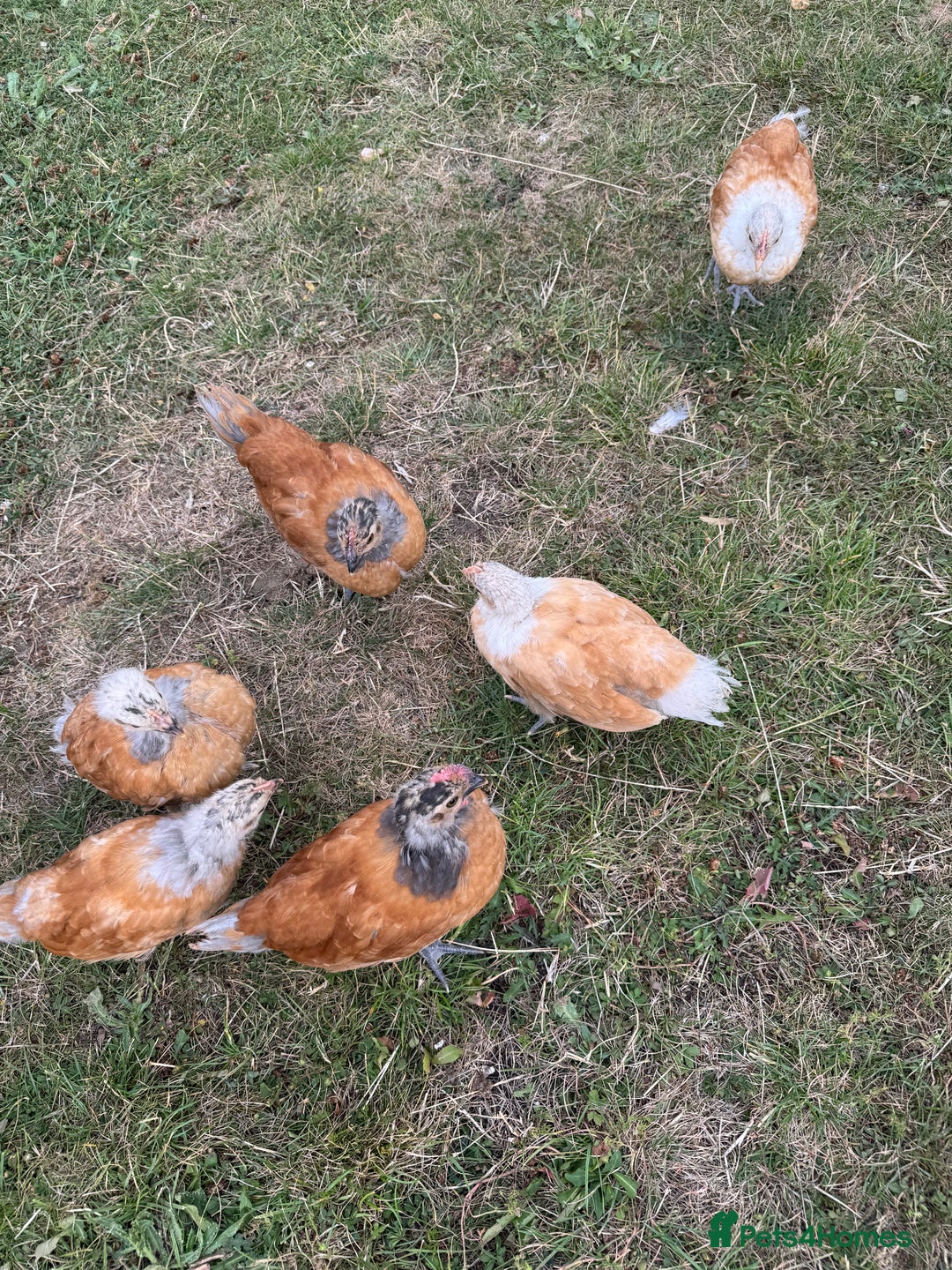 Chickens poultry for sale: Purebred Vorwerk chicks and chickens for sale - Image 4