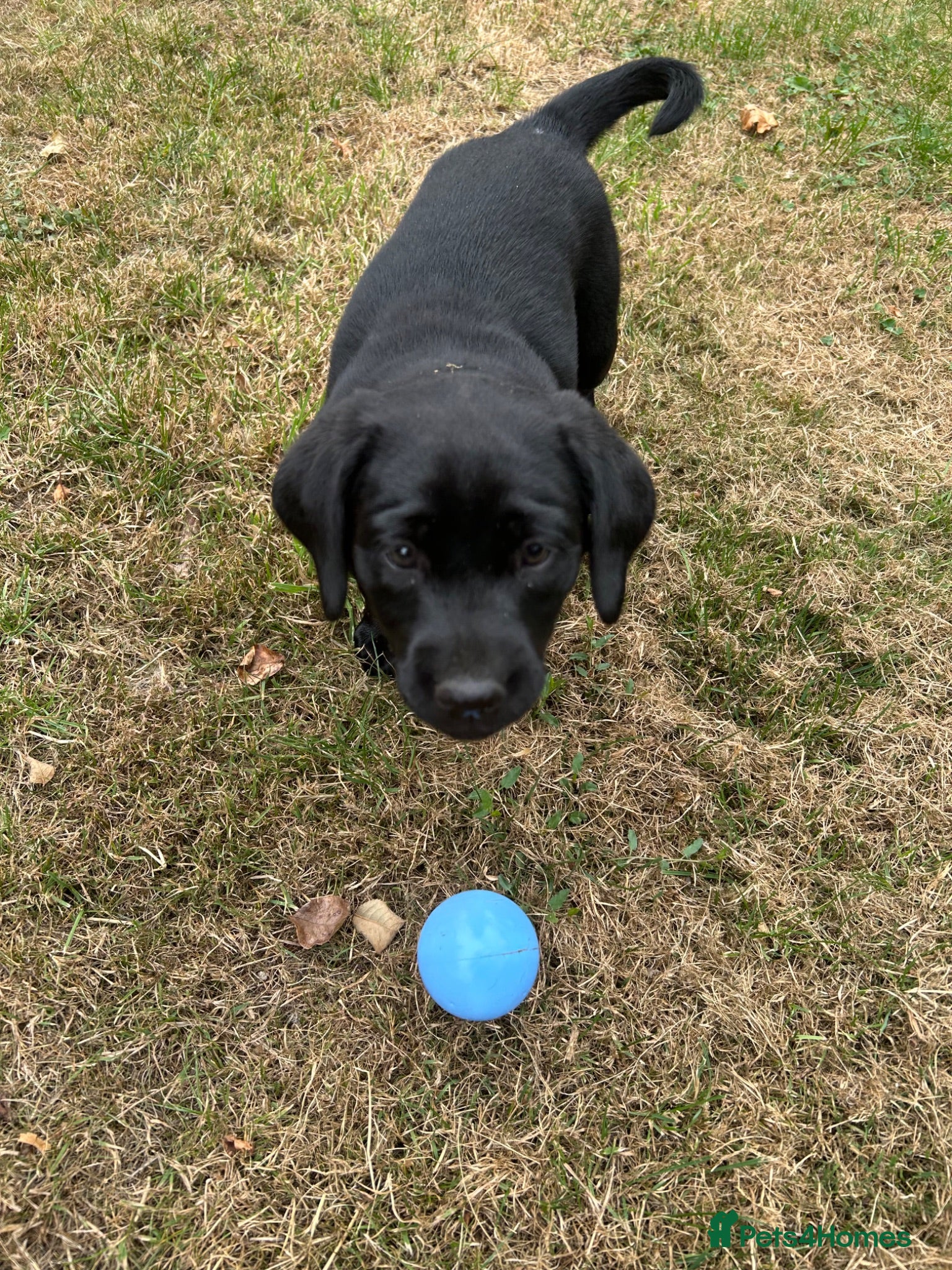 Labrador Retriever dogs Gorgeous black Labrador puppies - Advert 2