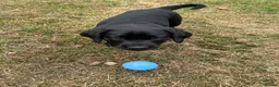 Labrador Retriever dogs for sale: Gorgeous black Labrador puppies - Advert 2