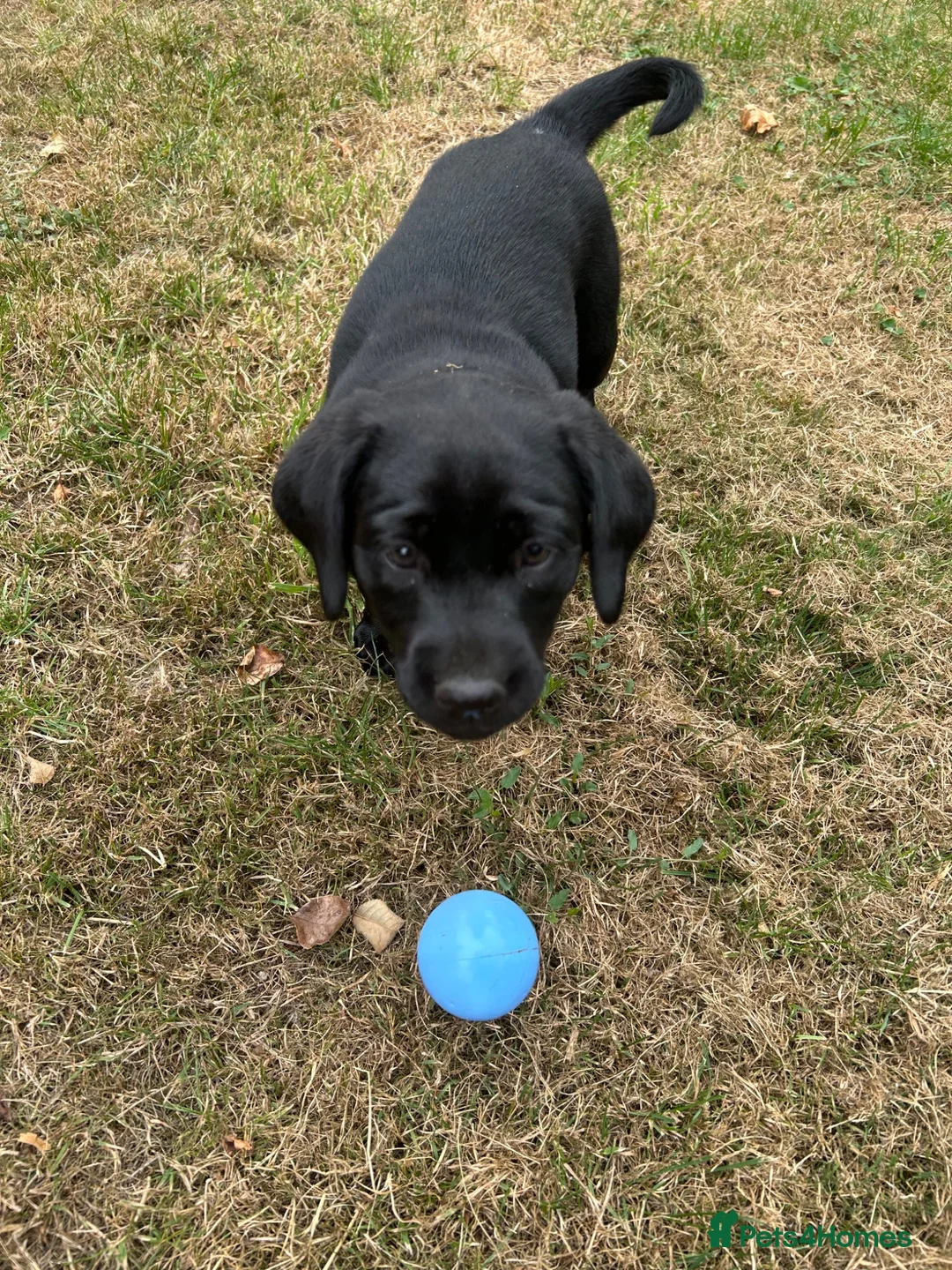 Labrador Retriever dogs for sale: Gorgeous black Labrador puppies - Advert 2