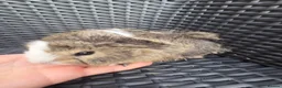 Guinea Pig rodents for sale: Half Peruvian semi long hair girl - Advert 5