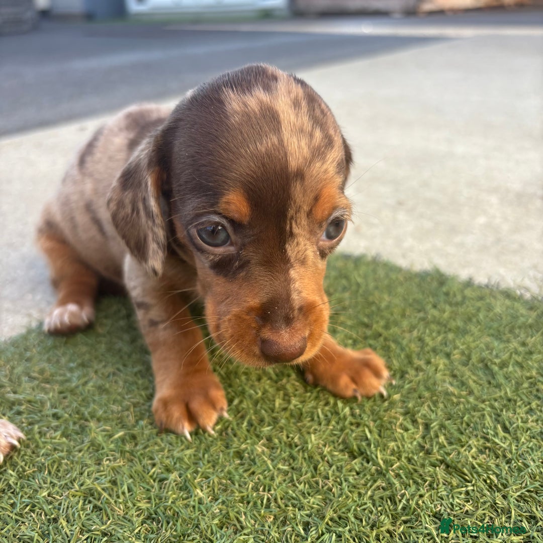 Miniature Dachshund dogs for sale: Miniature dachshund puppy’s TO LEAVE NOW in Luton - Image 19
