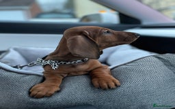Dachshund dogs for stud: Kc registered standard smooth stud  in Newton Abbot - Image 25