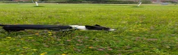 Border Collie dogs for sale: Lovable family puppy border Collie called Hugo a  - Advert 4