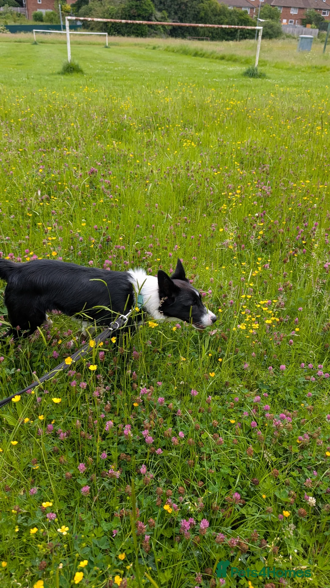 Border Collie dogs for sale: Lovable family puppy border Collie called Hugo a  - Advert 4