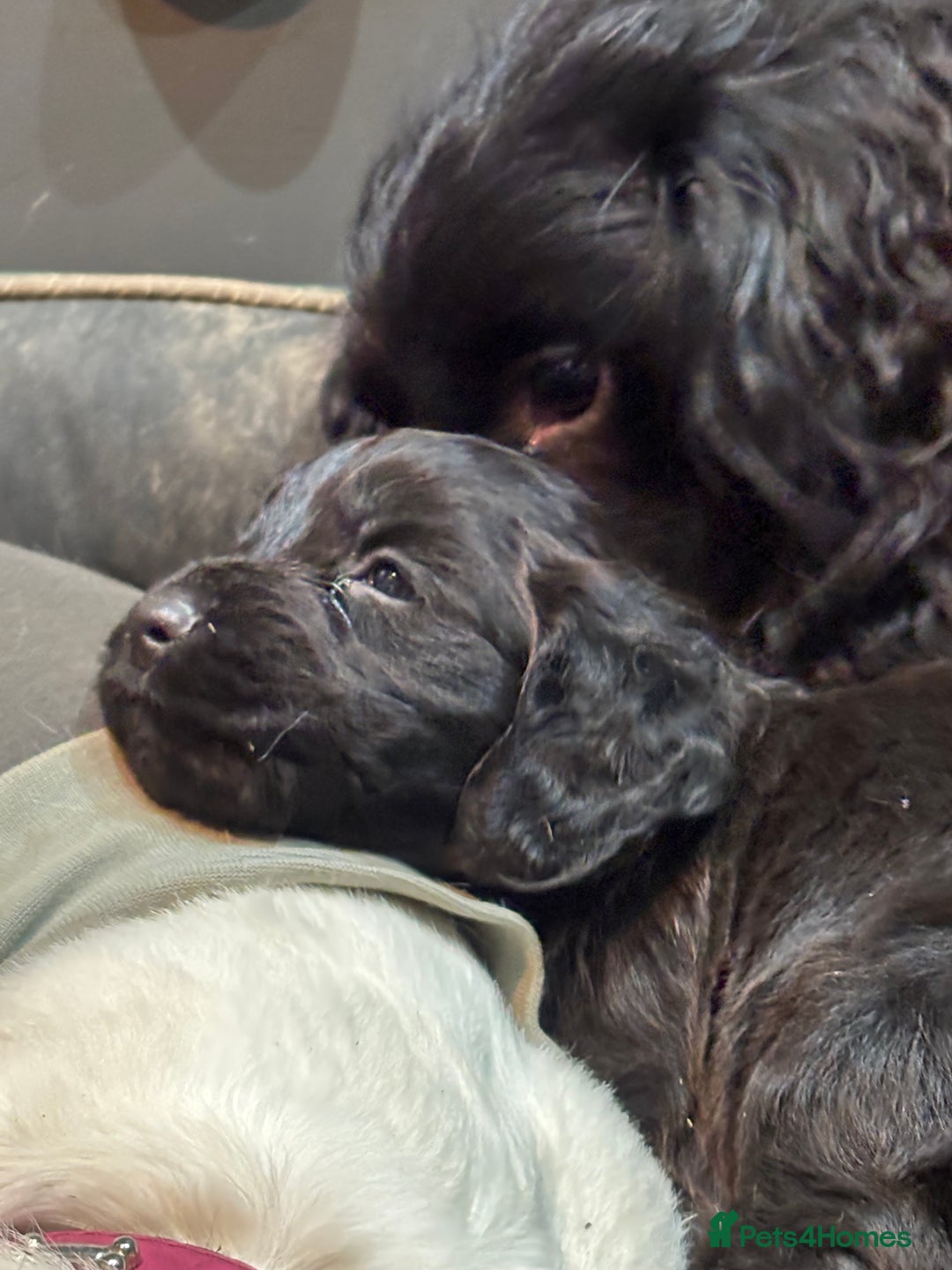 Cocker Spaniel dogs for sale: Cocker spaniel puppy - Advert 7