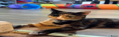 Kira 