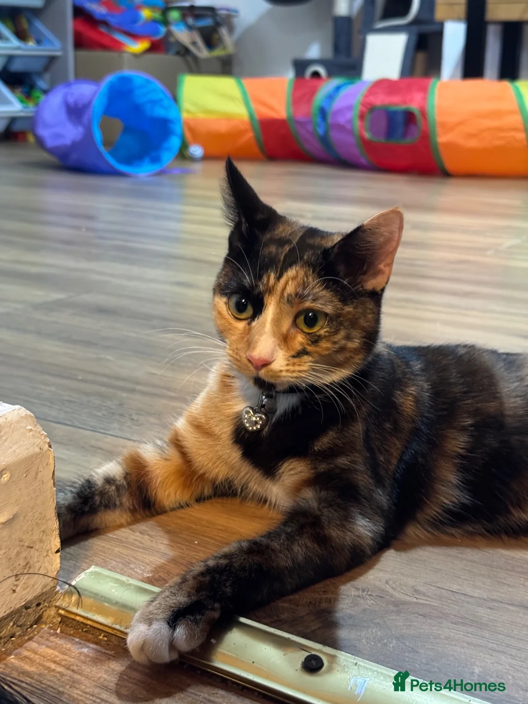 Mixed Breed cats for sale: 8 month old calico kitten  in London - Advert 1