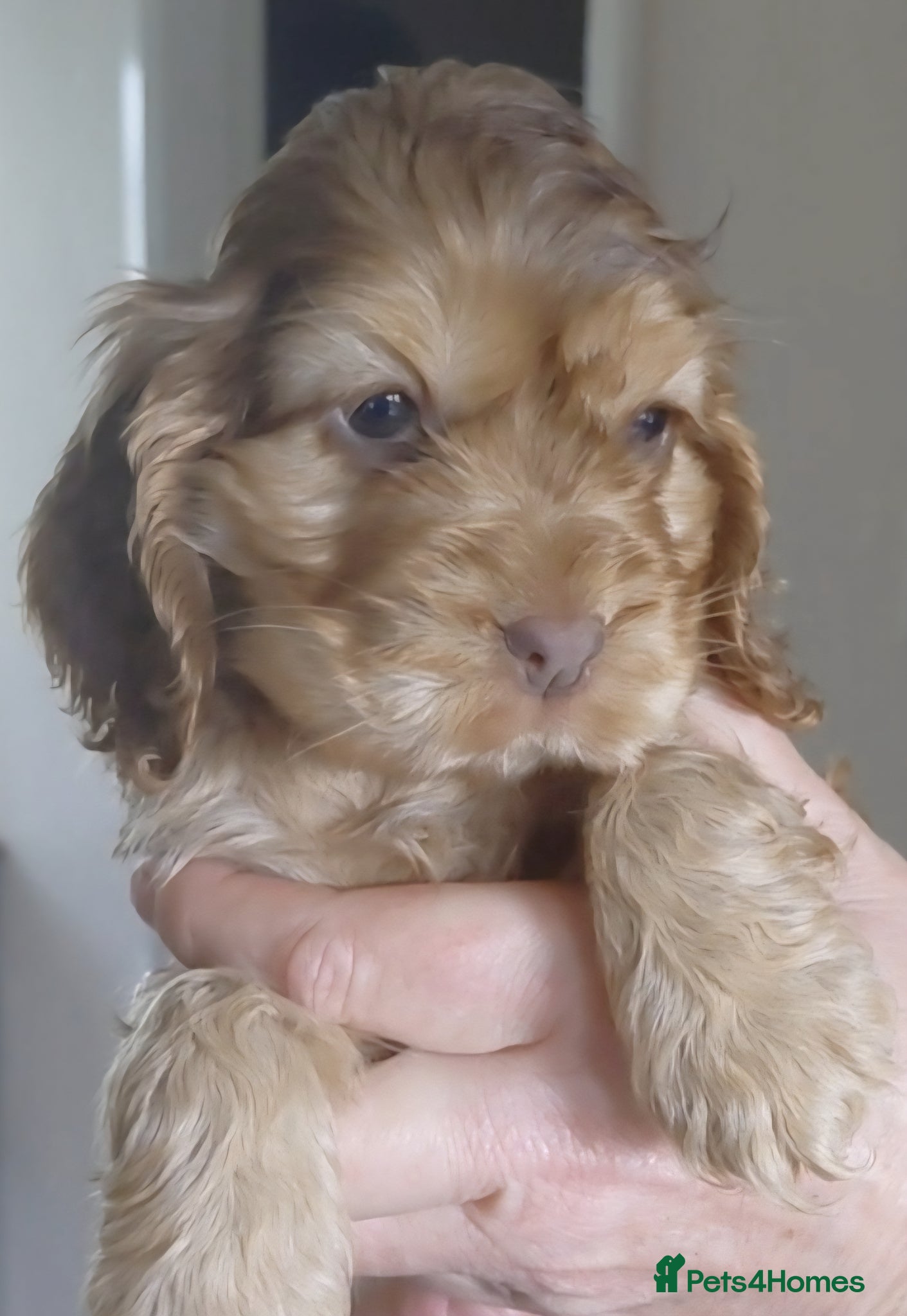 Cocker Spaniel dogs Show Chocolate Sable from health clear KC parents - Advert 12