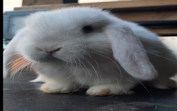 Mini Lop rabbits for sale: 4 mini lop baby rabbits - Image 7