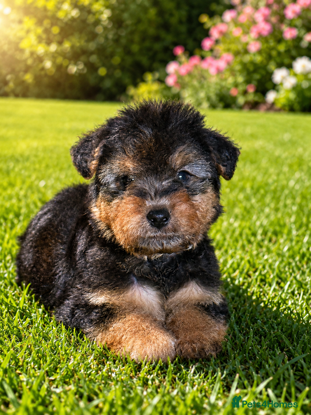 Welsh Terrier dogs Wawuzer puppies  - Advert 1