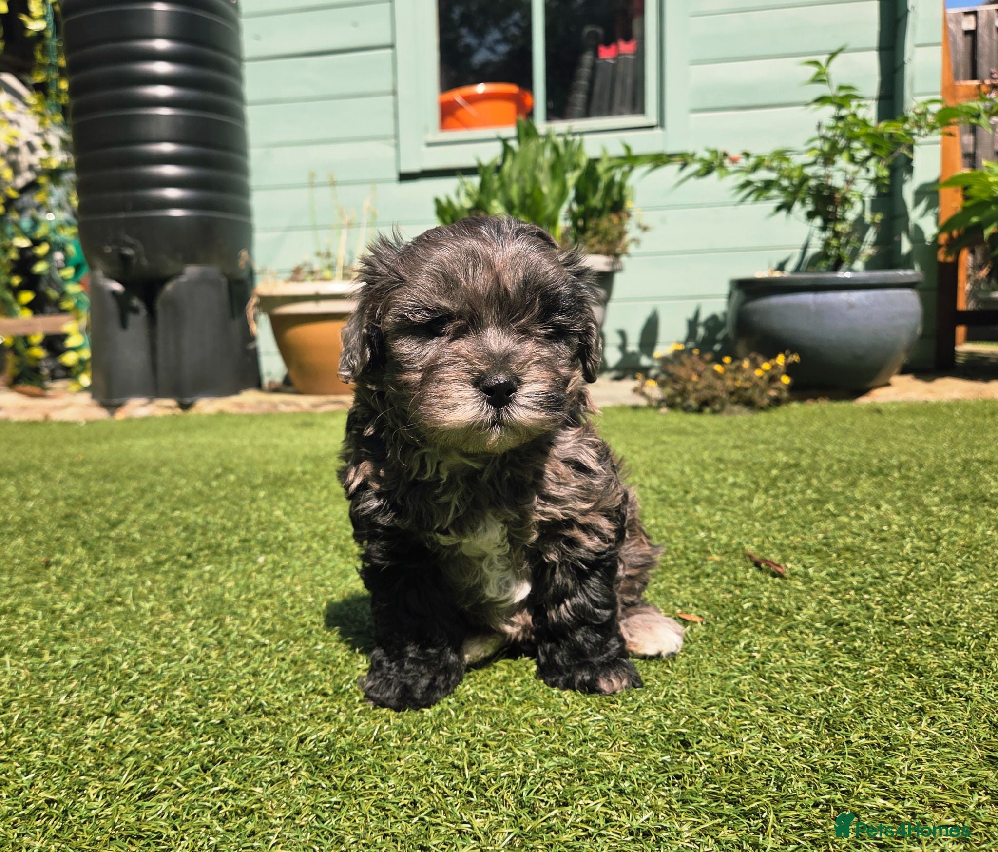 Lhasapoo dogs Stunning Lhasapoo Puppies. READY NOW! - Advert 1