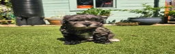 Lhasapoo dogs for sale: Stunning Lhasapoo Puppies. READY NOW! - Advert 11