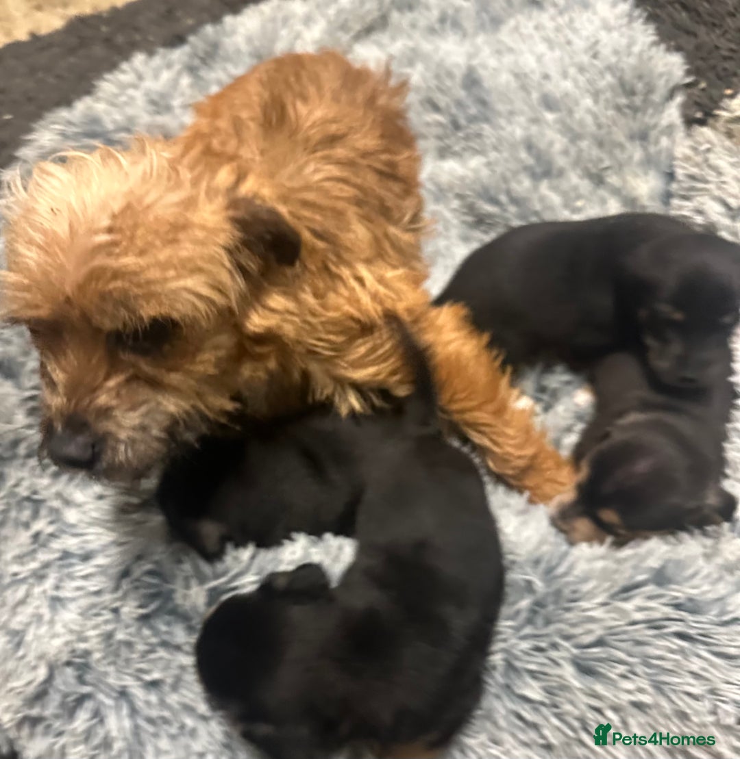 Border Terrier dogs for sale: Border terrier puppies  - Advert 5