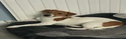 Jack Russell dogs for sale: Arlo 10 Month’s Old in Sheerness - Advert 2