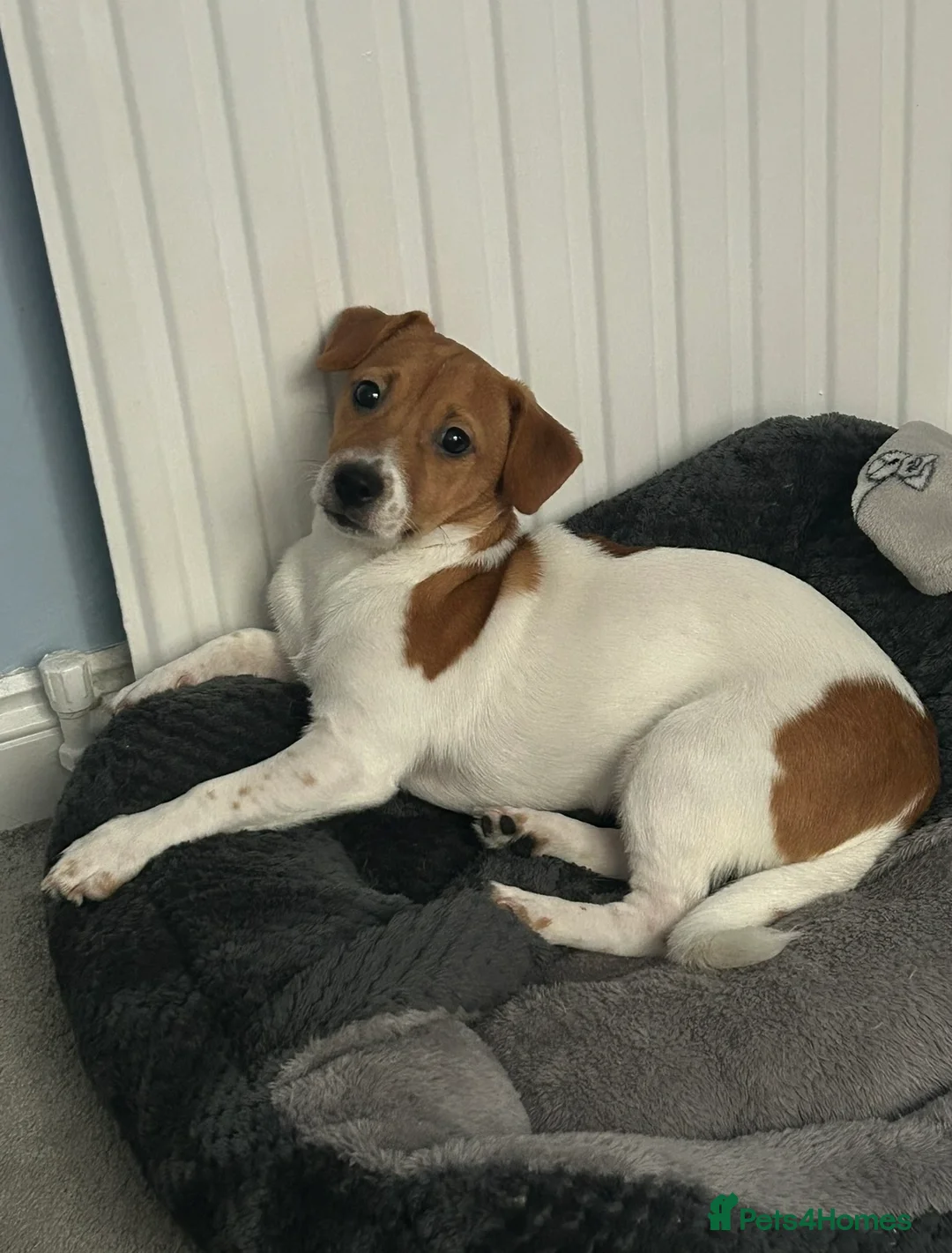 Jack Russell dogs for sale: Arlo 10 Month’s Old in Sheerness - Advert 2
