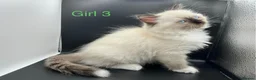 Ragdoll cats for sale: Beautiful Ragdoll Kittens – 3 Girls & 2 Boys  - Advert 5