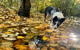 Border Collie dogs for sale: Collie pups  - Image 2