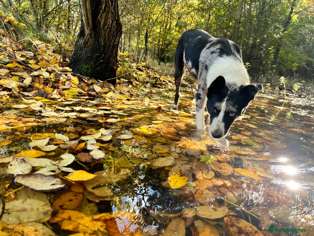 Border Collie dogs for sale: Collie pups  - Image 2