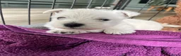 West Highland Terrier dogs for sale: West Highland terrier puppies  - Advert 2