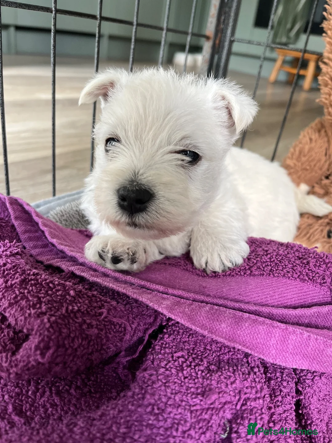 West Highland Terrier dogs for sale: West Highland terrier puppies  - Advert 2