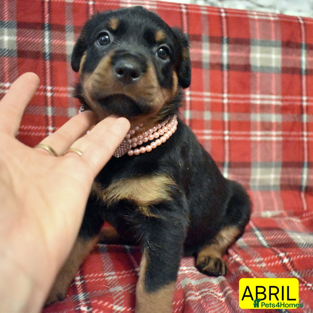 Rottweiler dogs for sale: KC chunky rottweiler puppies - Advert 20